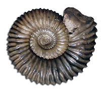 Pseudogarantiana