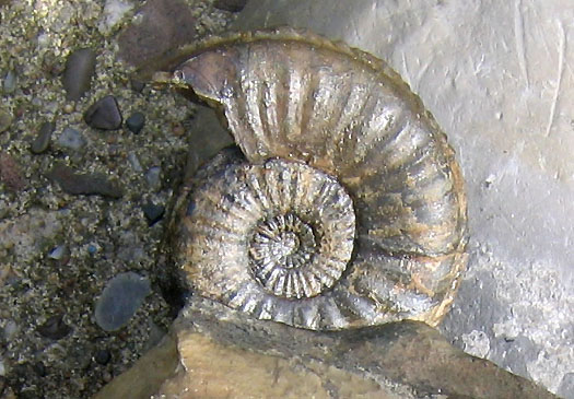 siegfried14_pleuroceras.jpg siegfried14_pleuroceras.jpg