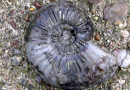 siegfried15_pleuroceras.jpg siegfried15_pleuroceras.jpg