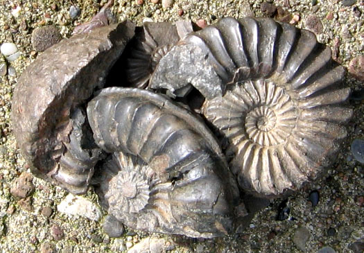 siegfried16_pleuroceras.jpg siegfried16_pleuroceras.jpg