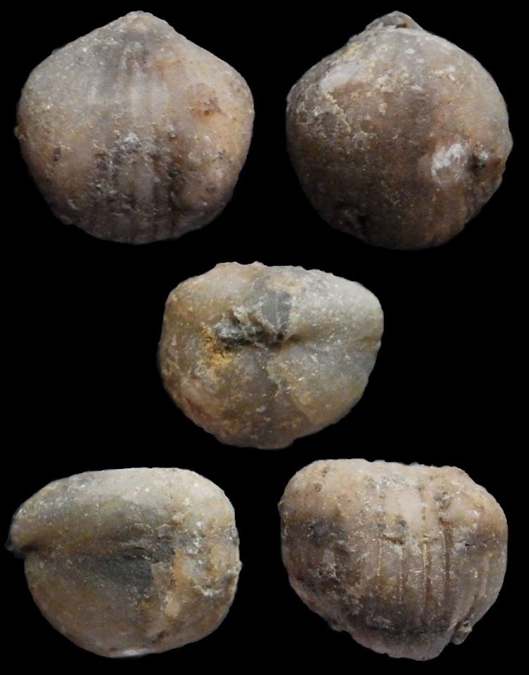 Brachiopode Kransia signata (SCHNUR, 1851)