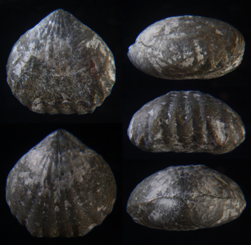 Brachiopode Centrorhynchus letiensis (GOSSELET 1879)