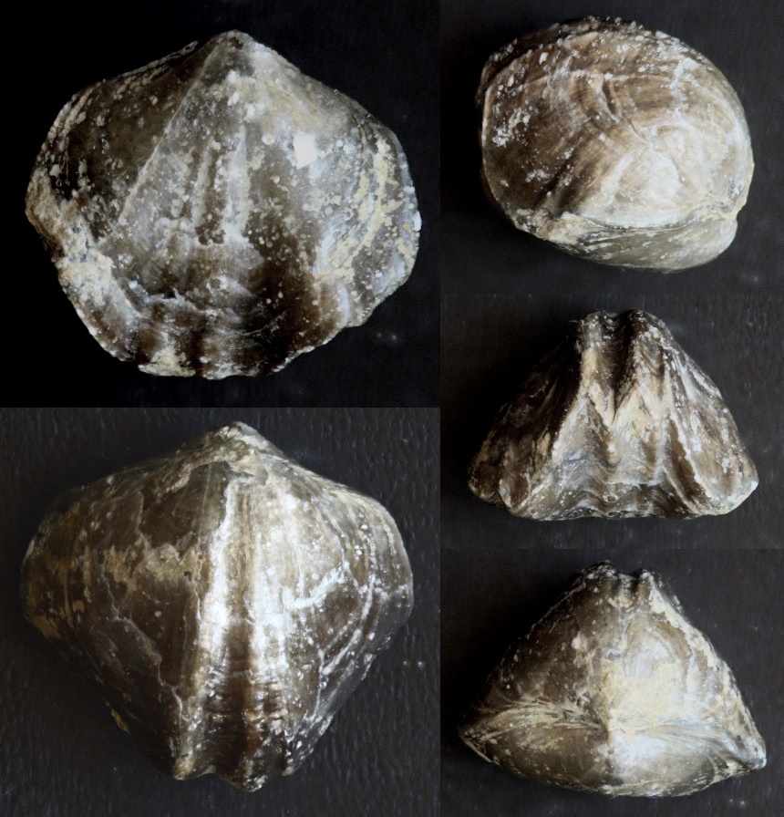 Brachiopode Tomestenoporhynchus rudkini (LIACHENKO 1959)