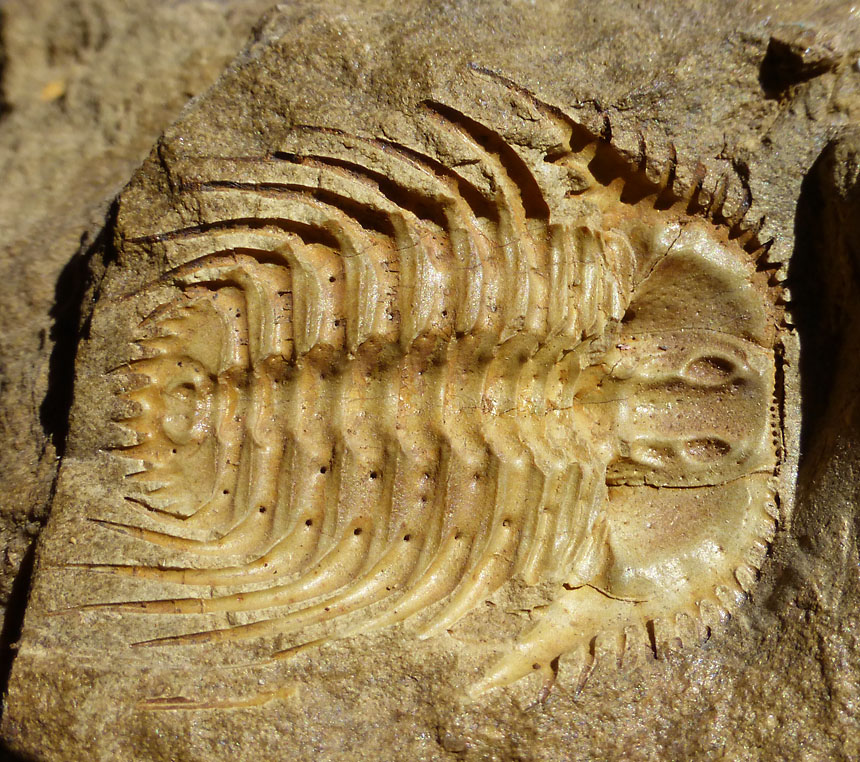 Kettneraspis seiberti