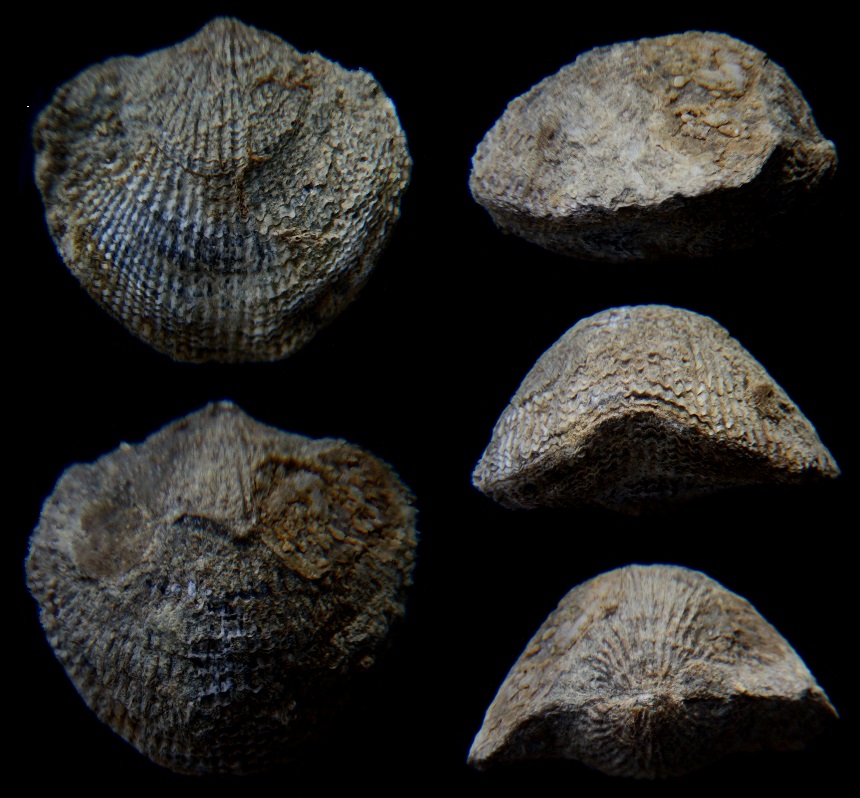 Brachiopode Atrypa sp.