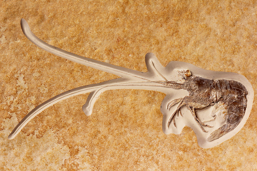 03 - Fossil des Monats März 2018