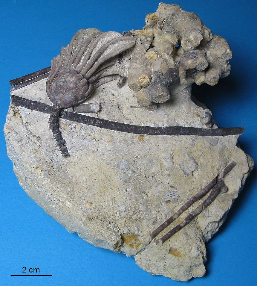 04 - Fossil des Monats April 2018