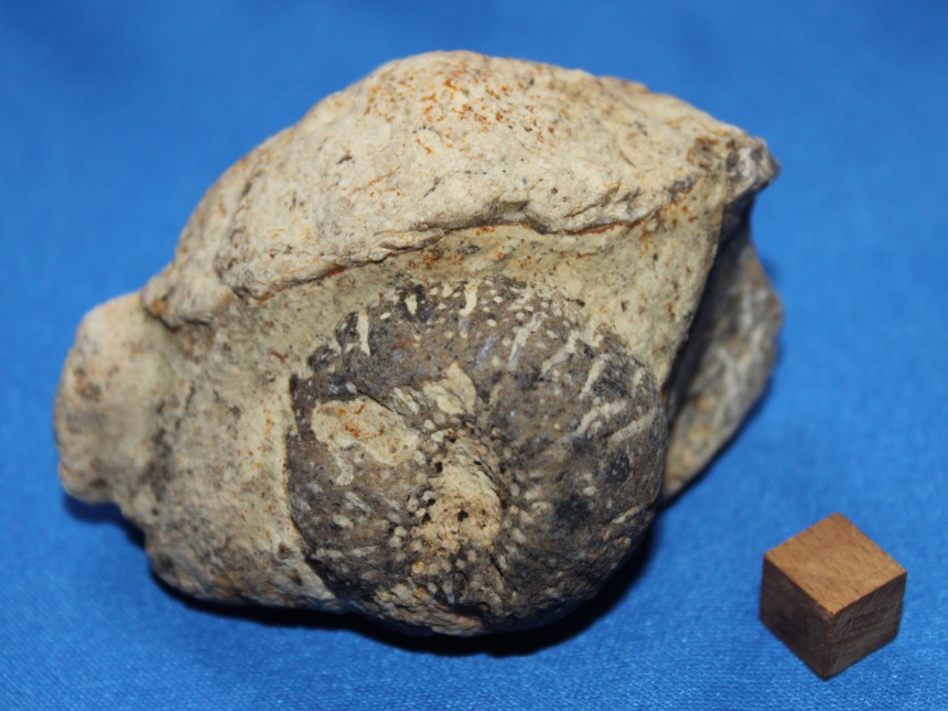 Astylospongia praemorsa und Aulocopella sp.