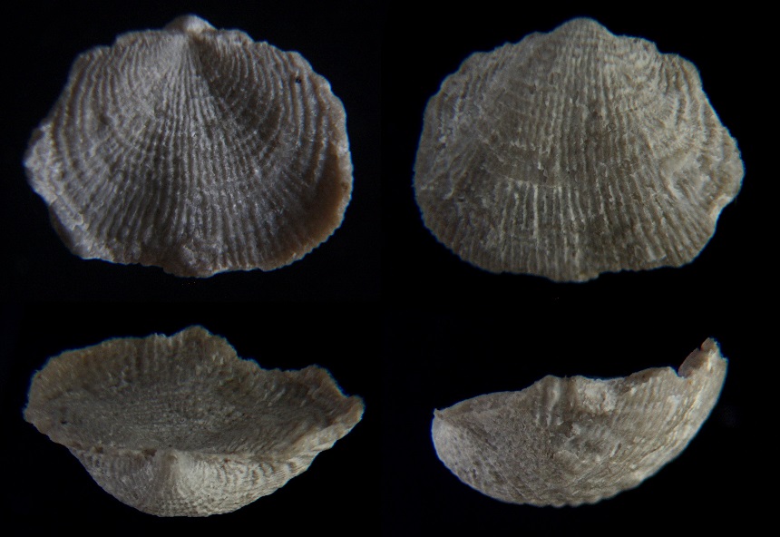 Brachiopode Productus productus (MARTIN, 1809)