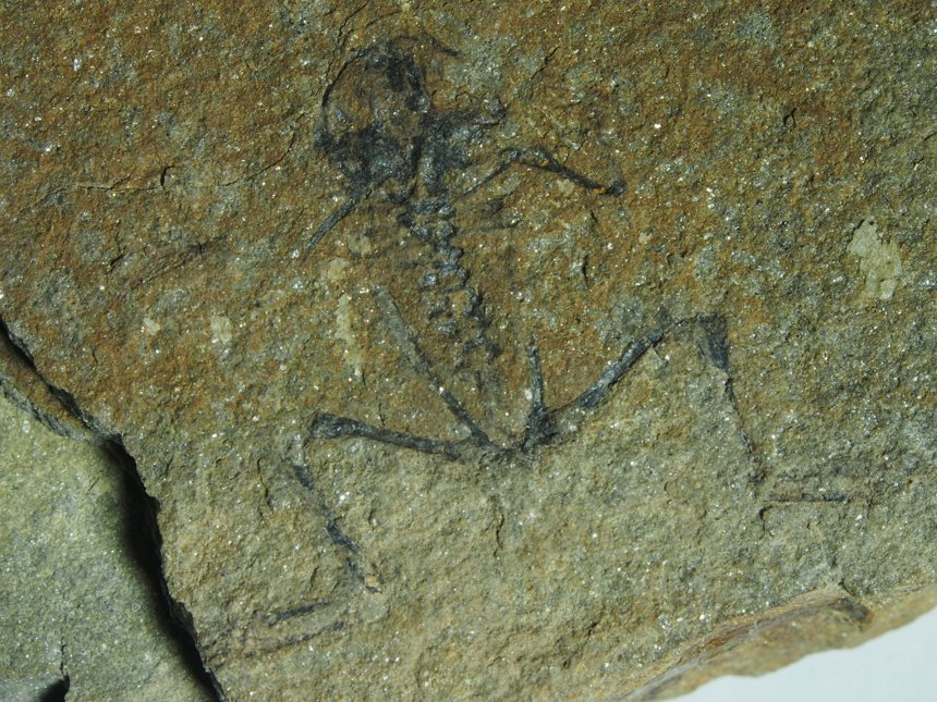 Macropelobates linquensis (YANG, 1977)