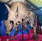 schweizer-sauriermuseen