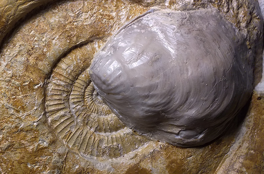xenomorphe liostrea auf ammonit