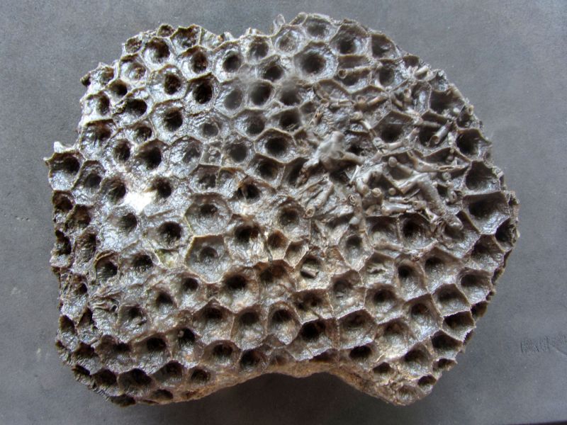 Résultat de recherche d'images pour "Michelinia favosa fossile"