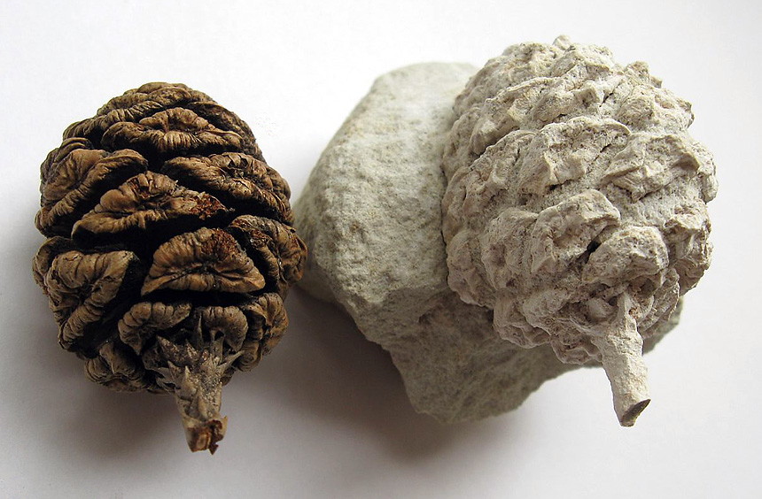 Sequoia rezent und fossil