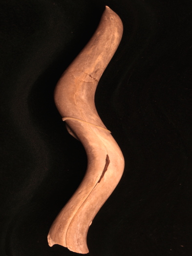 Bild_1_Belemnit_hoch_525_FURFOSSIL.jpg Bild_1_Belemnit_hoch_525_FURFOSSIL.jpg