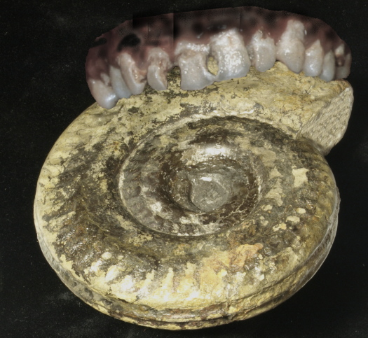 Bild_3_AmmoGebiss_525_FURFOSSIL.jpg Bild_3_AmmoGebiss_525_FURFOSSIL.jpg