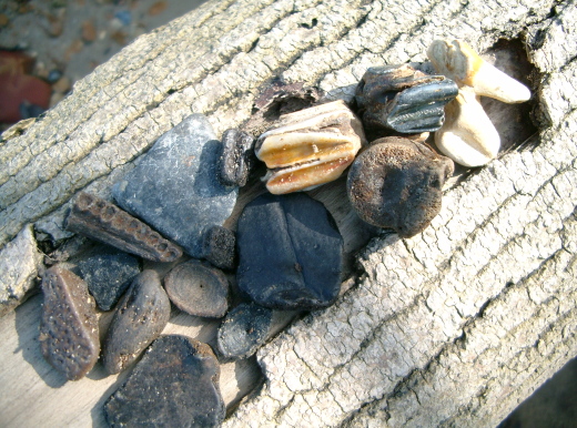 0357_IOW__058_Hampstead_1_FURFOSSIL.jpg 0357_IOW__058_Hampstead_1_FURFOSSIL.jpg