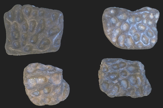 0360_Hampstead_2013a_FURFOSSIL.jpg 0360_Hampstead_2013a_FURFOSSIL.jpg