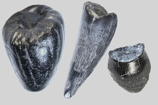 0361_IOW_Krokodil_3_FURFOSSIL.jpg 0361_IOW_Krokodil_3_FURFOSSIL.jpg