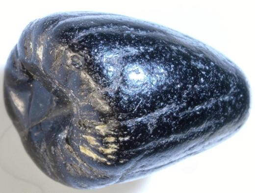 0362_IOW_1101_FURFOSSIL.jpg 0362_IOW_1101_FURFOSSIL.jpg