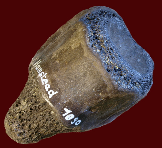 0363_IOW_1090_FURFOSSIL.jpg 0363_IOW_1090_FURFOSSIL.jpg