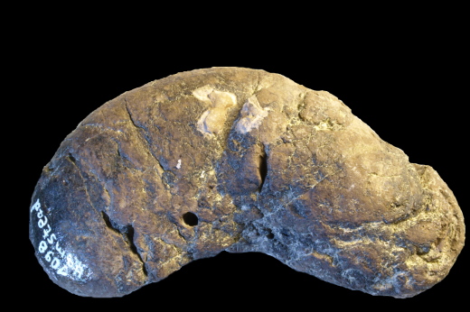 0364_IOW_1098_FURFOSSIL.jpg 0364_IOW_1098_FURFOSSIL.jpg