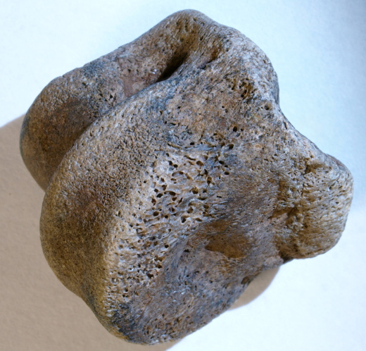 0367_IOW_2022_FURFOSSIL.jpg 0367_IOW_2022_FURFOSSIL.jpg