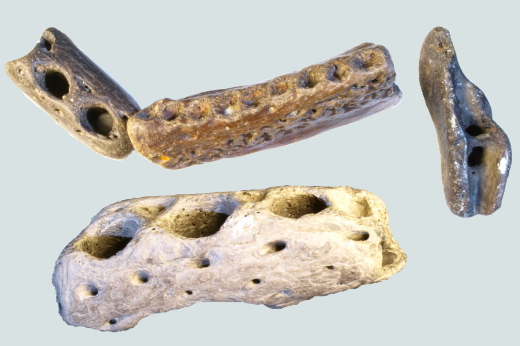 0368b_IOW_2026_2027_FURFOSSIL.jpg 0368b_IOW_2026_2027_FURFOSSIL.jpg