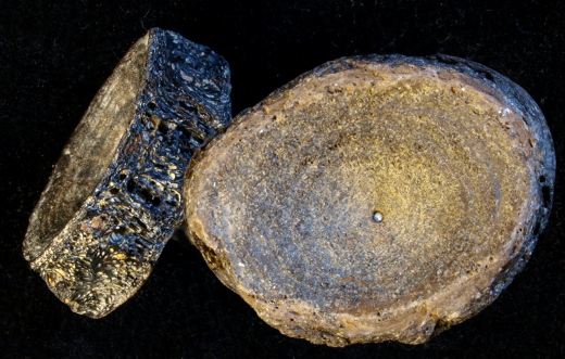 0369a_IOW_2025_FURFOSSIL.jpg 0369a_IOW_2025_FURFOSSIL.jpg
