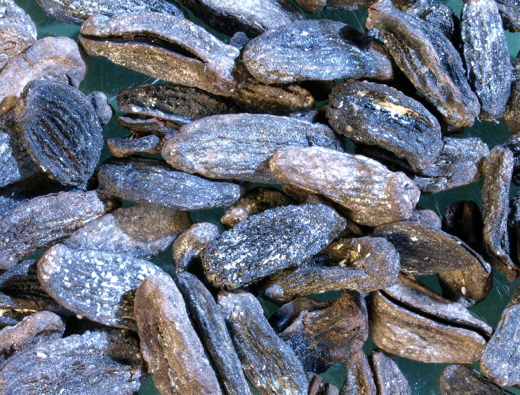 0370_IOW_1812a_FURFOSSIL.jpg 0370_IOW_1812a_FURFOSSIL.jpg