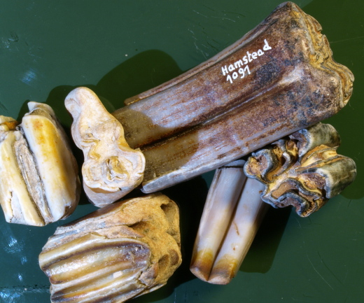 0371_IOW_1091_FURFOSSIL.jpg 0371_IOW_1091_FURFOSSIL.jpg