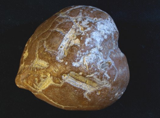0373_IOW_1317_FURFOSSIL.jpg 0373_IOW_1317_FURFOSSIL.jpg