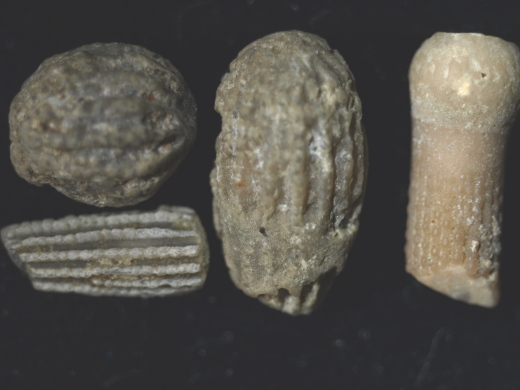 FURFOSSIL_Lengede_50a_.jpg FURFOSSIL_Lengede_50a_.jpg