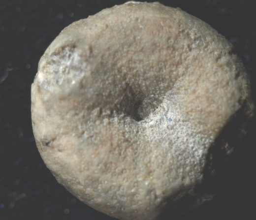 FURFOSSIL_Lengede_50b_.jpg FURFOSSIL_Lengede_50b_.jpg