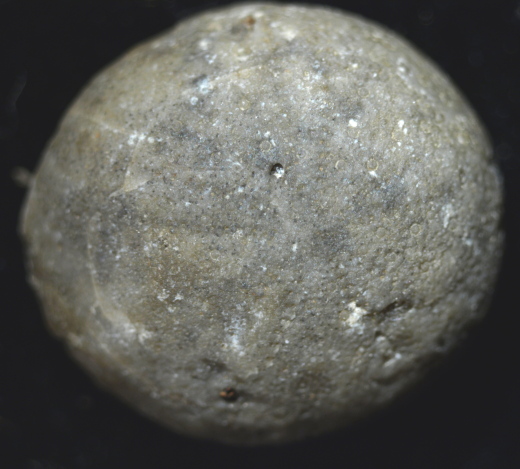 FURFOSSIL_Lengede_50c_.jpg FURFOSSIL_Lengede_50c_.jpg