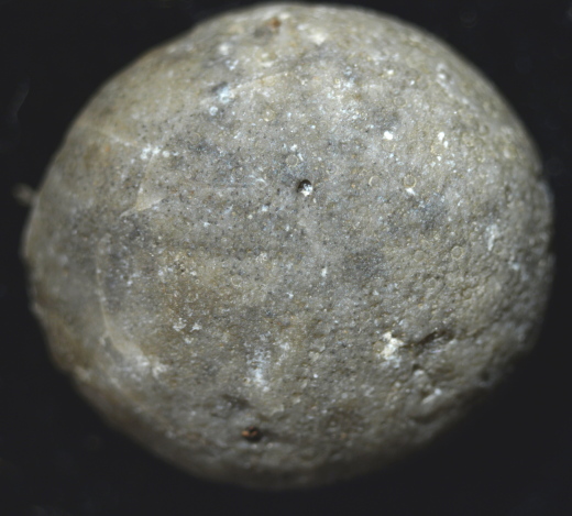 FURFOSSIL_Lengede_50c_.jpg