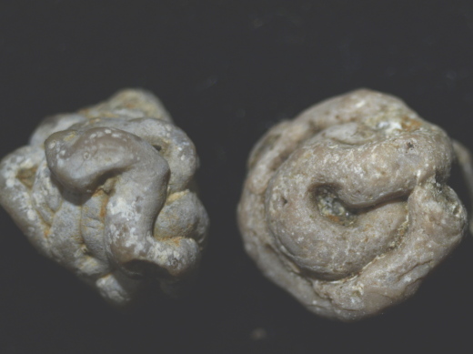 FURFOSSIL_Lengede_51_.jpg FURFOSSIL_Lengede_51_.jpg