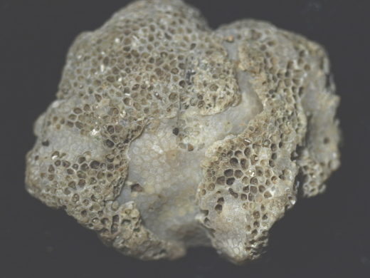 FURFOSSIL_Lengede_52_.jpg FURFOSSIL_Lengede_52_.jpg