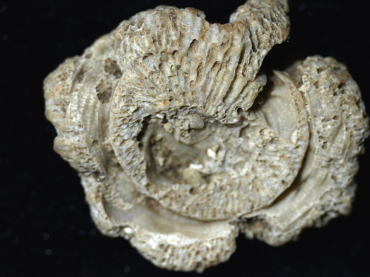 FURFOSSIL_Lengede_52a_.jpg FURFOSSIL_Lengede_52a_.jpg