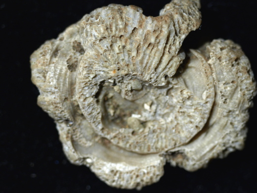 FURFOSSIL_Lengede_52a_.jpg