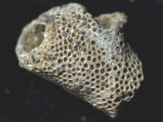 FURFOSSIL_Lengede_55_.jpg FURFOSSIL_Lengede_55_.jpg
