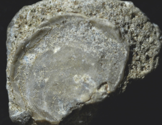 FURFOSSIL_Lengede_56_.jpg FURFOSSIL_Lengede_56_.jpg