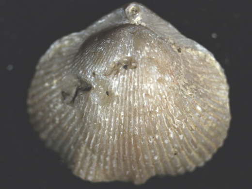 FURFOSSIL_Lengede_57_.jpg FURFOSSIL_Lengede_57_.jpg