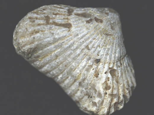 FURFOSSIL_Lengede_58_.jpg FURFOSSIL_Lengede_58_.jpg