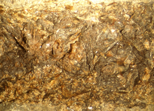 1312c_FURFOSSIL.jpg 1312c_FURFOSSIL.jpg