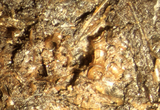 1312d_FURFOSSIL.jpg 1312d_FURFOSSIL.jpg