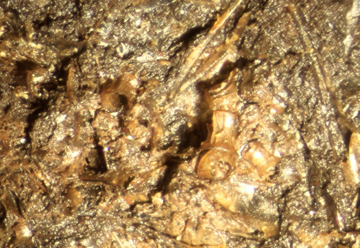 1312d_FURFOSSIL.jpg