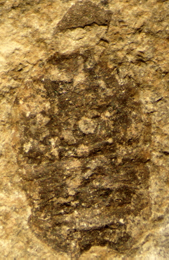 2344a_neu_FURFOSSIL.jpg 2344a_neu_FURFOSSIL.jpg