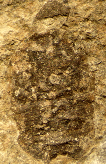 2344a_neu_FURFOSSIL.jpg