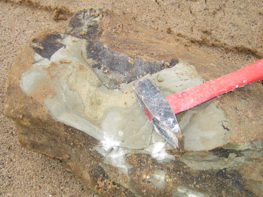 01_2809_FURFOSSIL.jpg 01_2809_FURFOSSIL.jpg